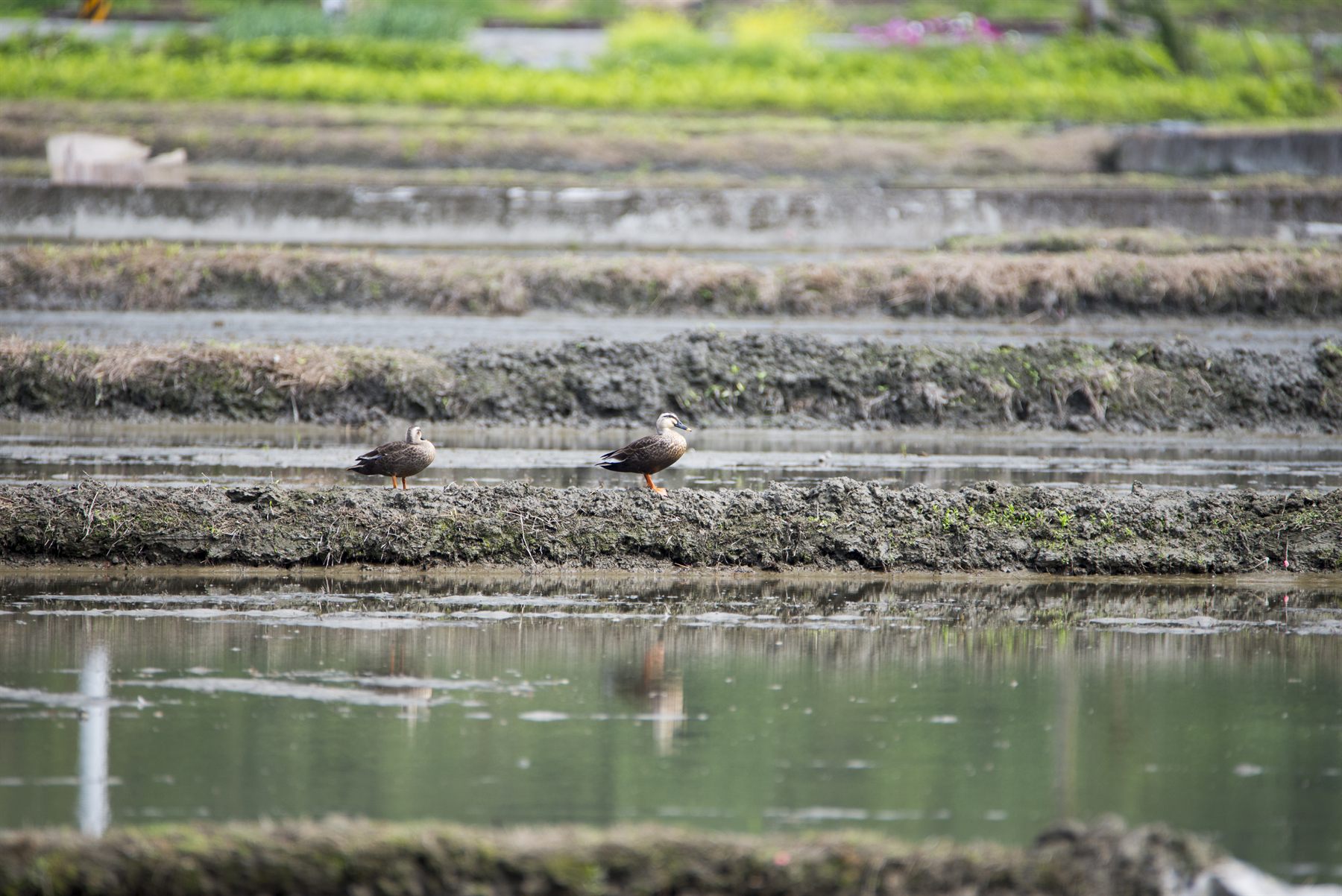 Eastern Spot-billed Duck