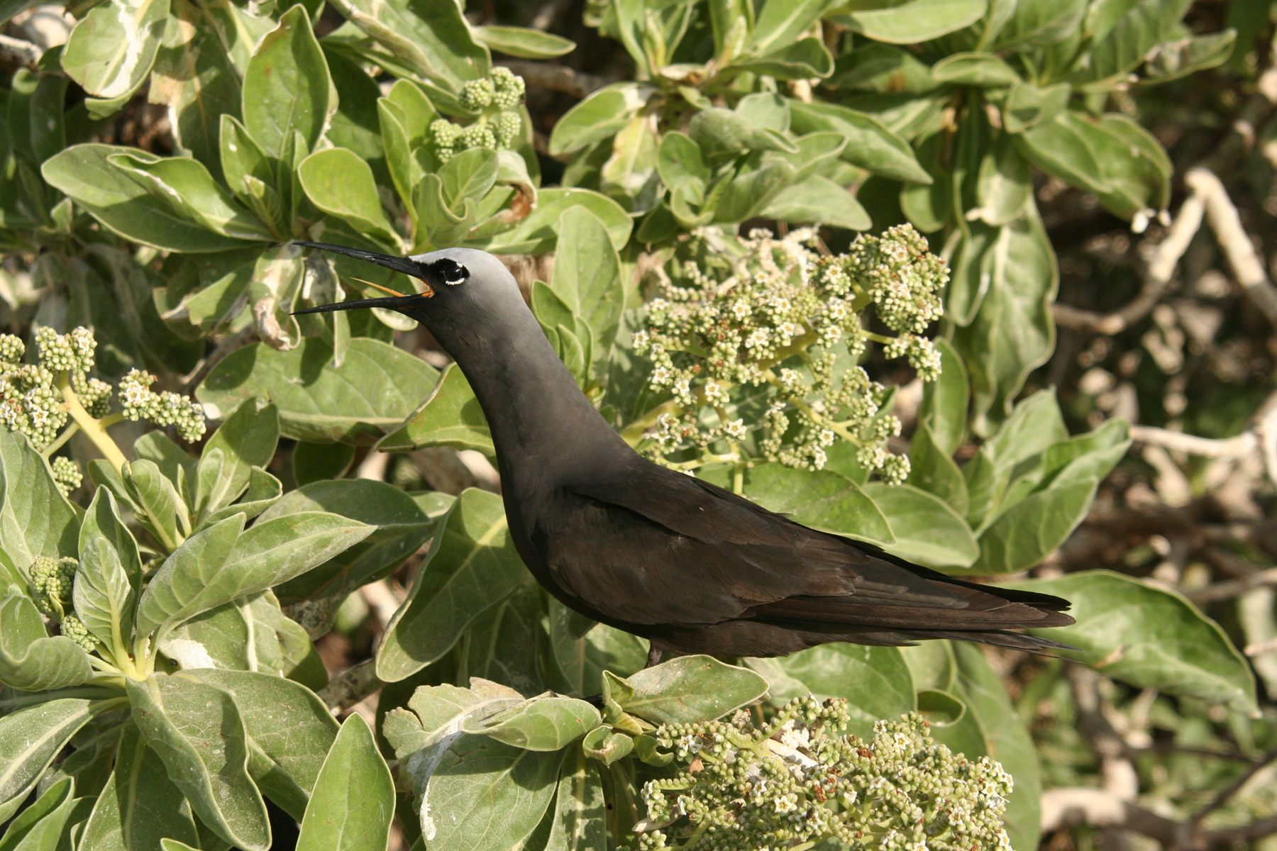 Black Noddy