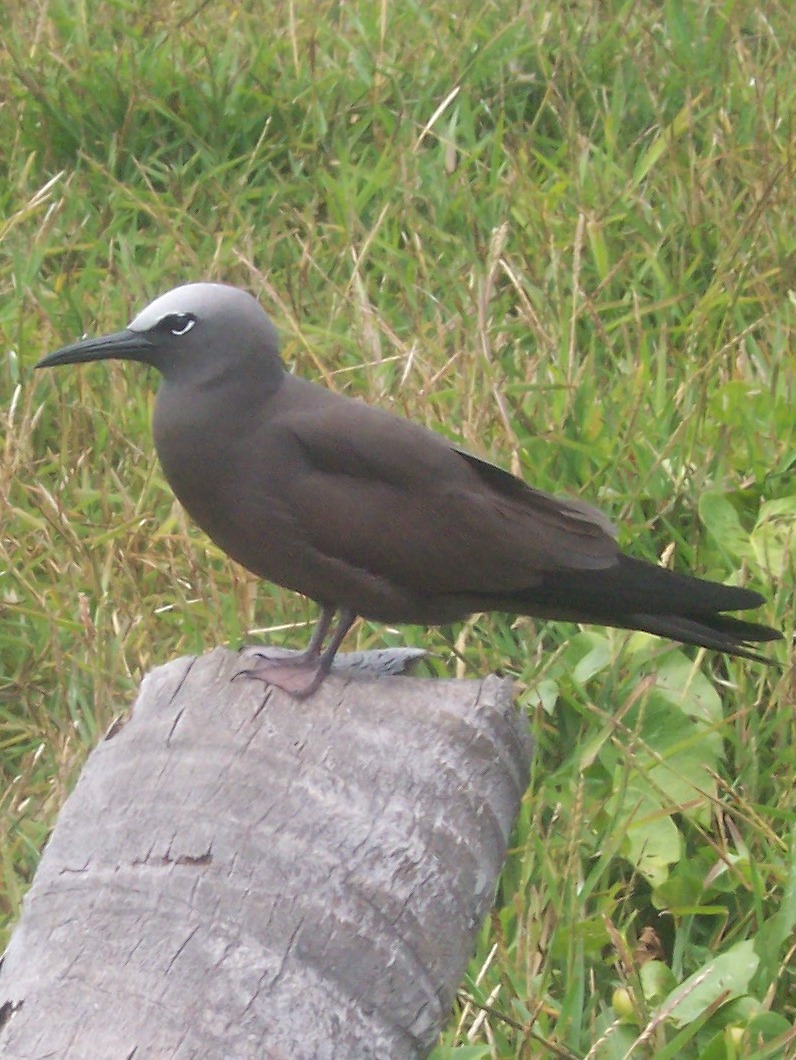 Brown Noddy