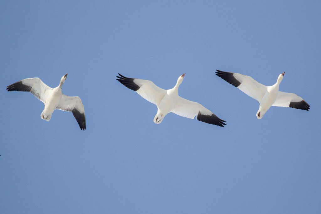 Snow Goose