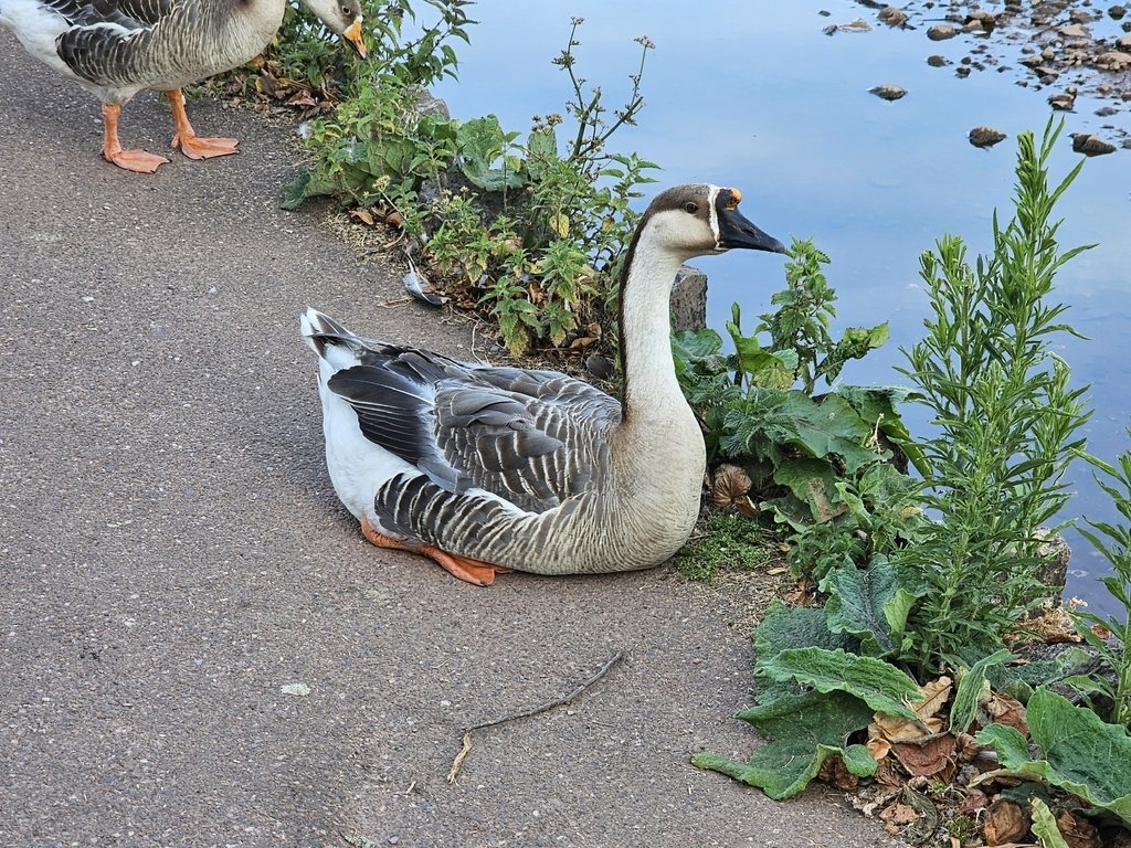 Swan Goose