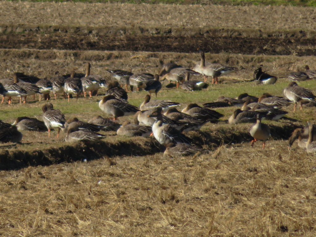 Taiga Bean Goose