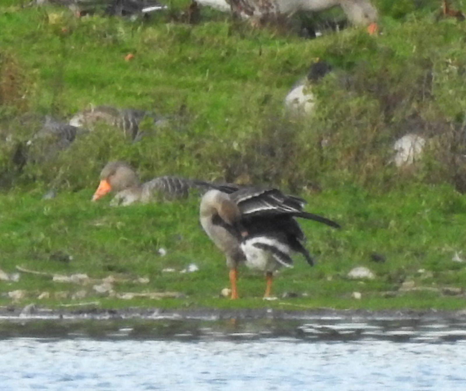 Tundra Bean Goose