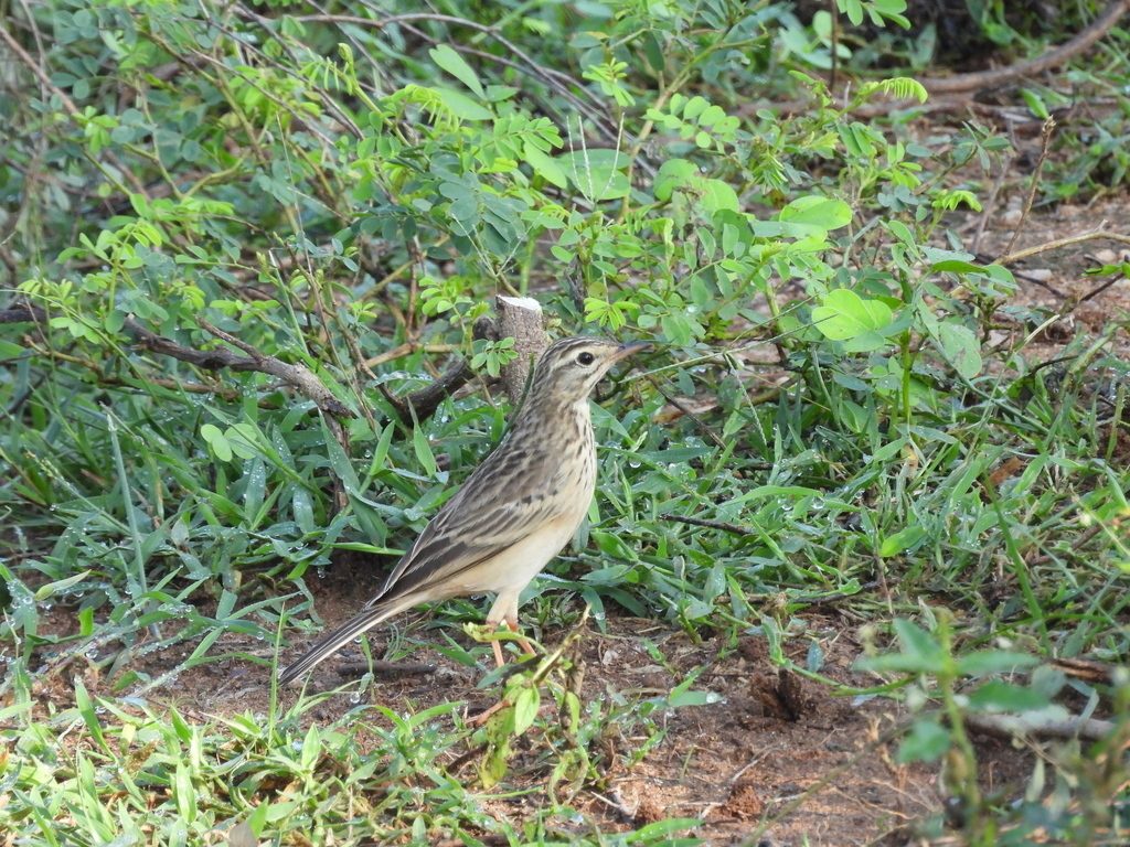 Blyth's Pipit