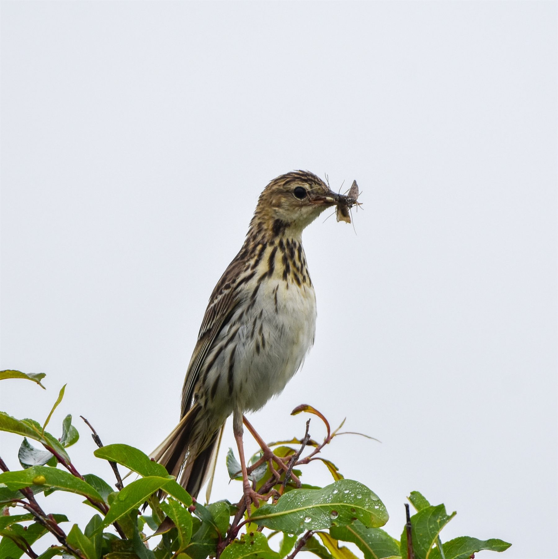 Pechora Pipit