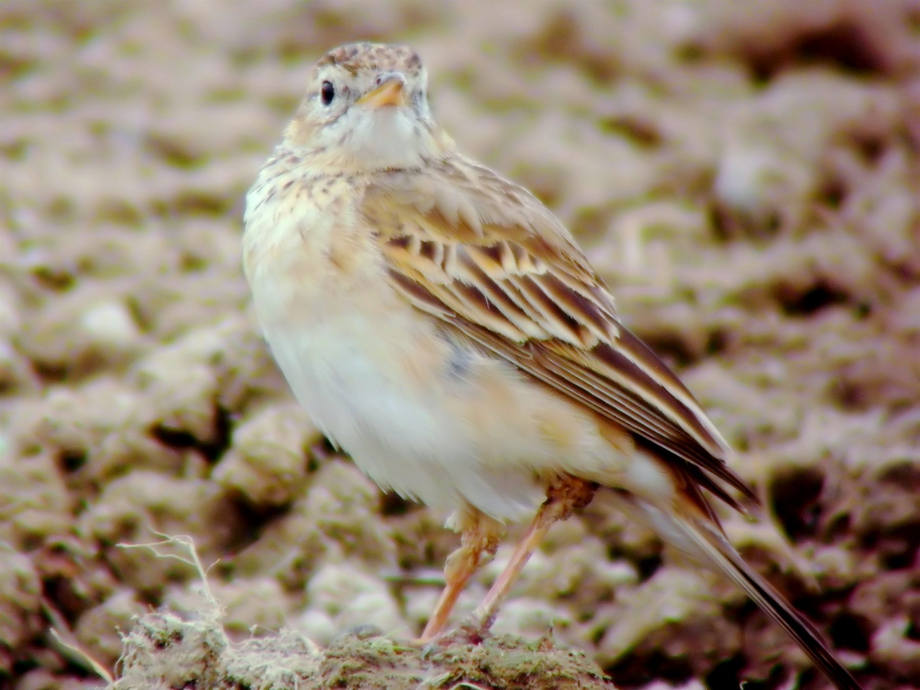 Richard's Pipit