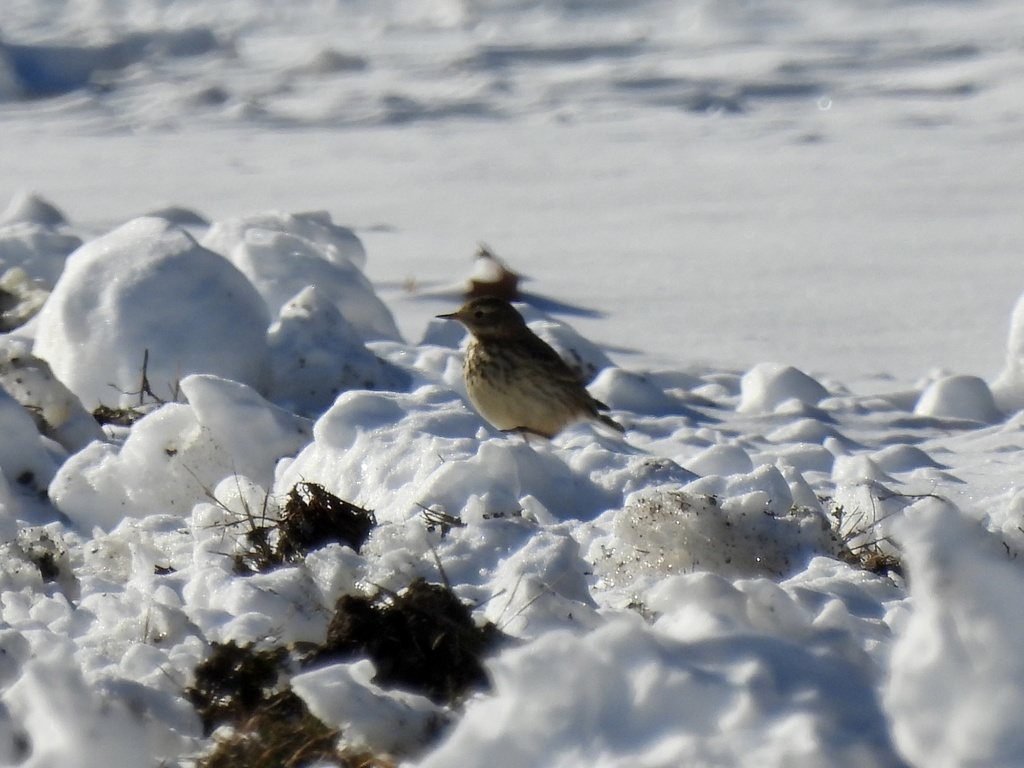American Pipit