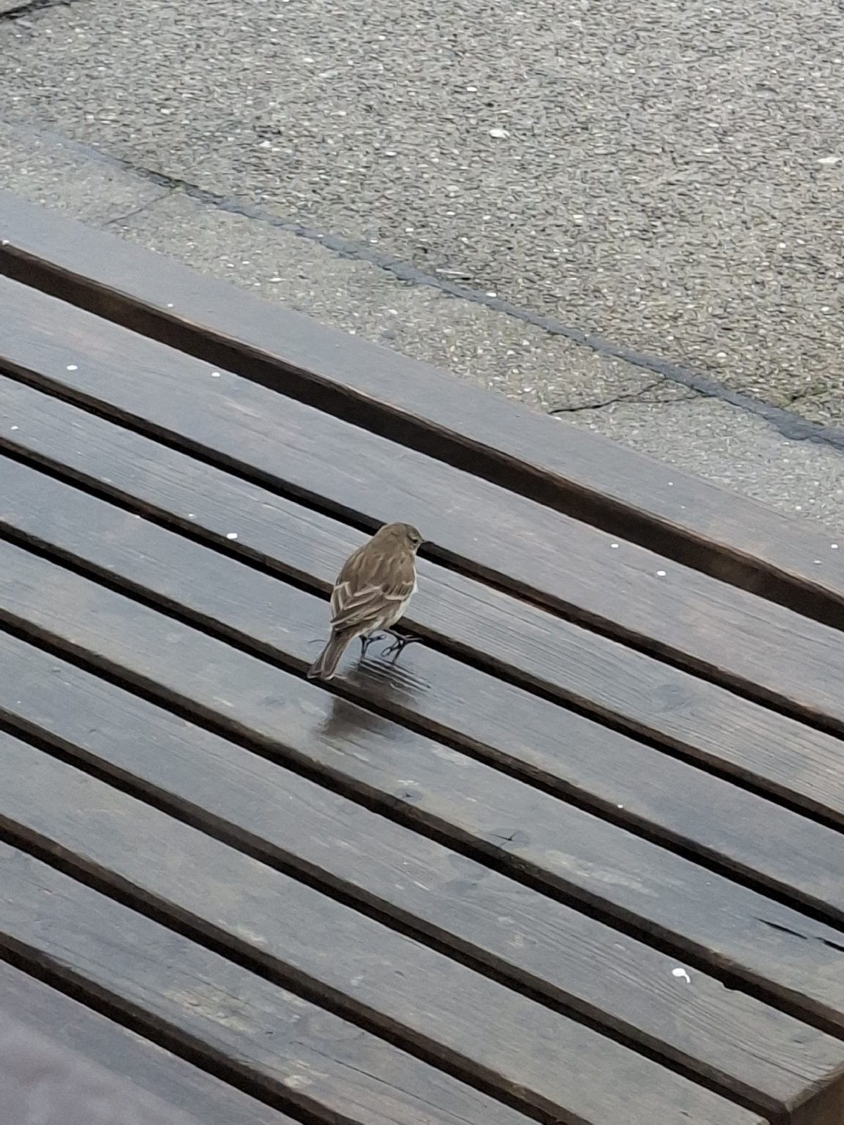 Water Pipit