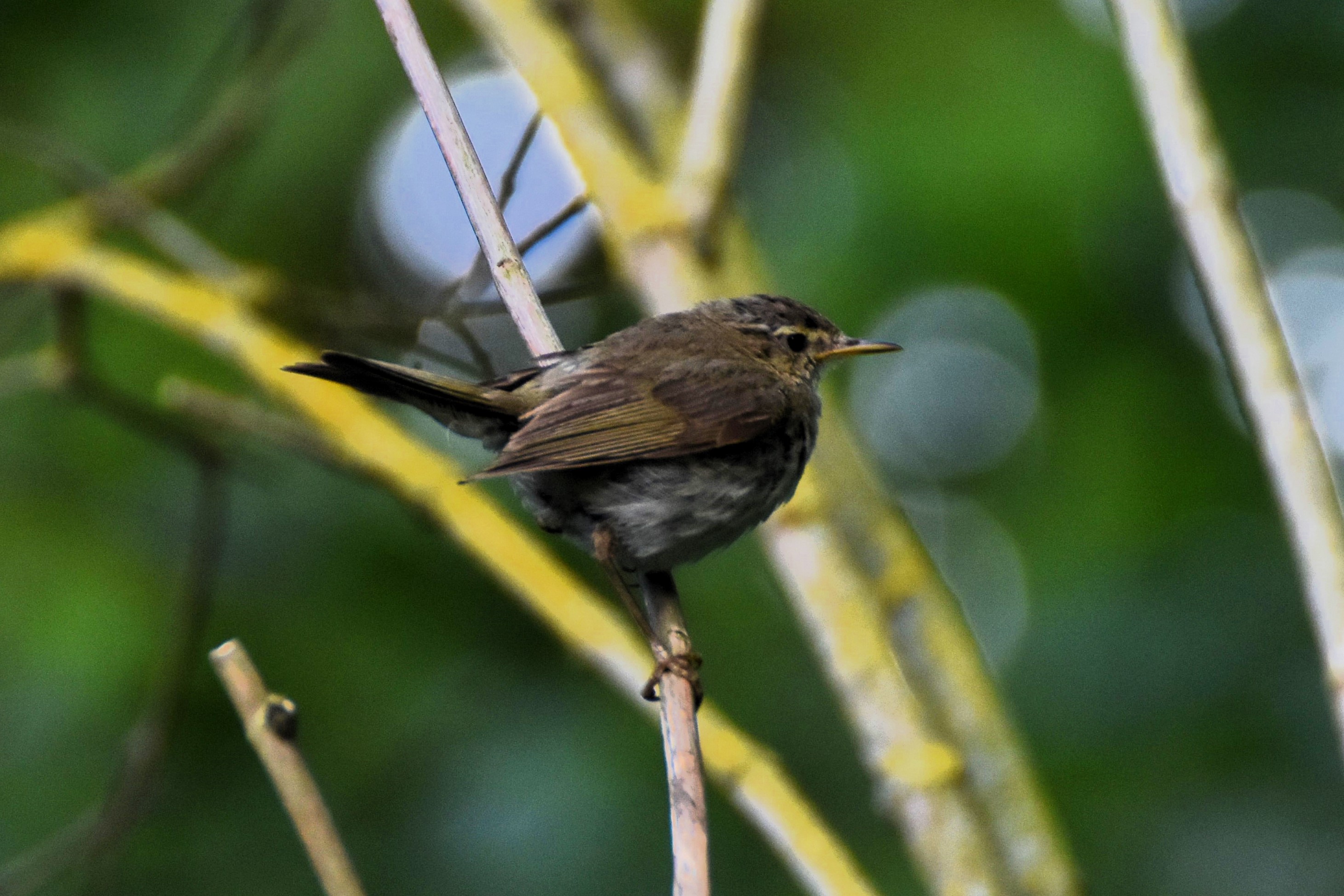 Tree Pipit