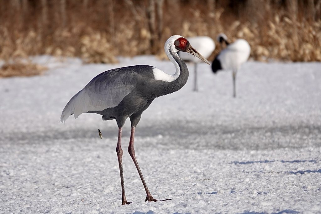 White-naped Crane