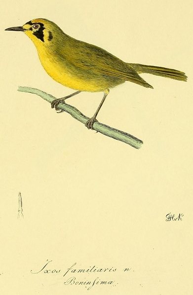 Bonin White-eye