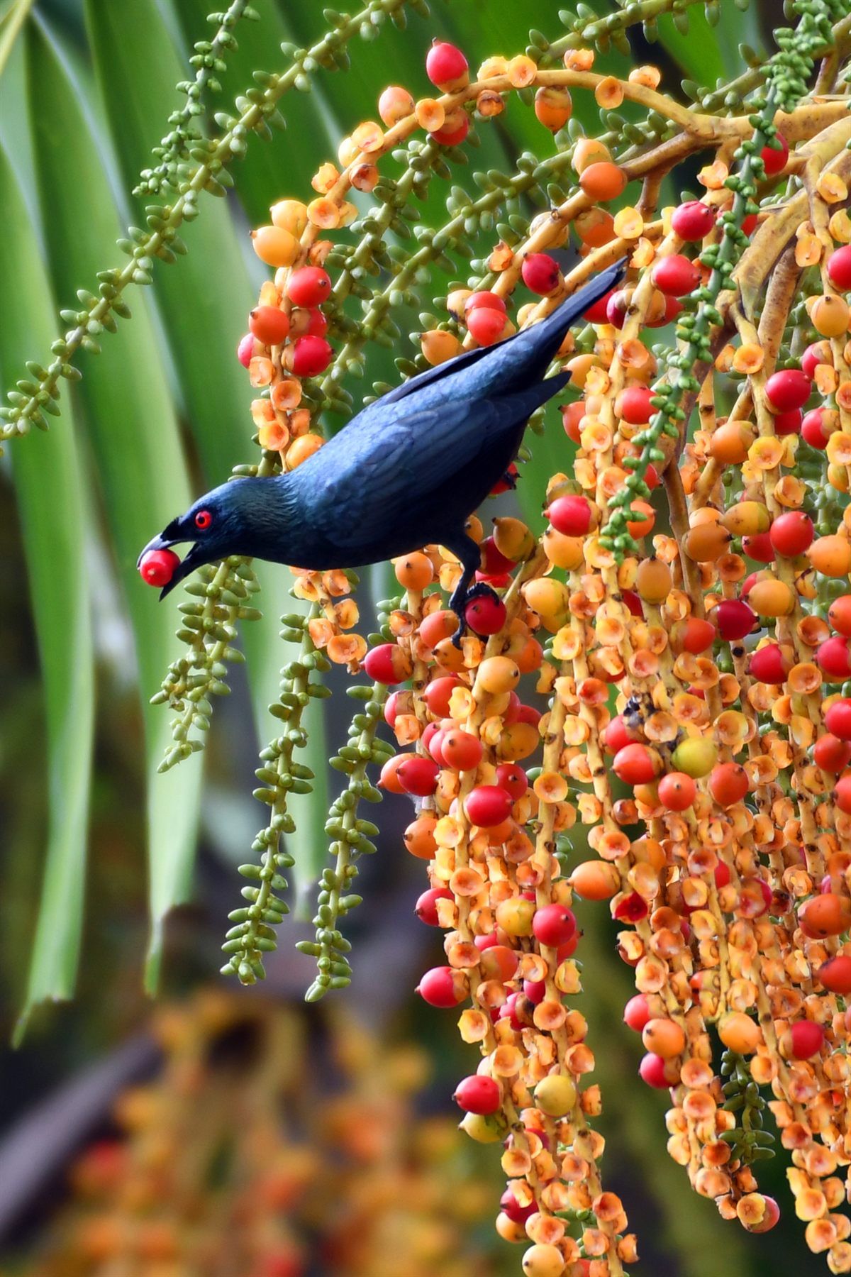 Asian Glossy Starling
