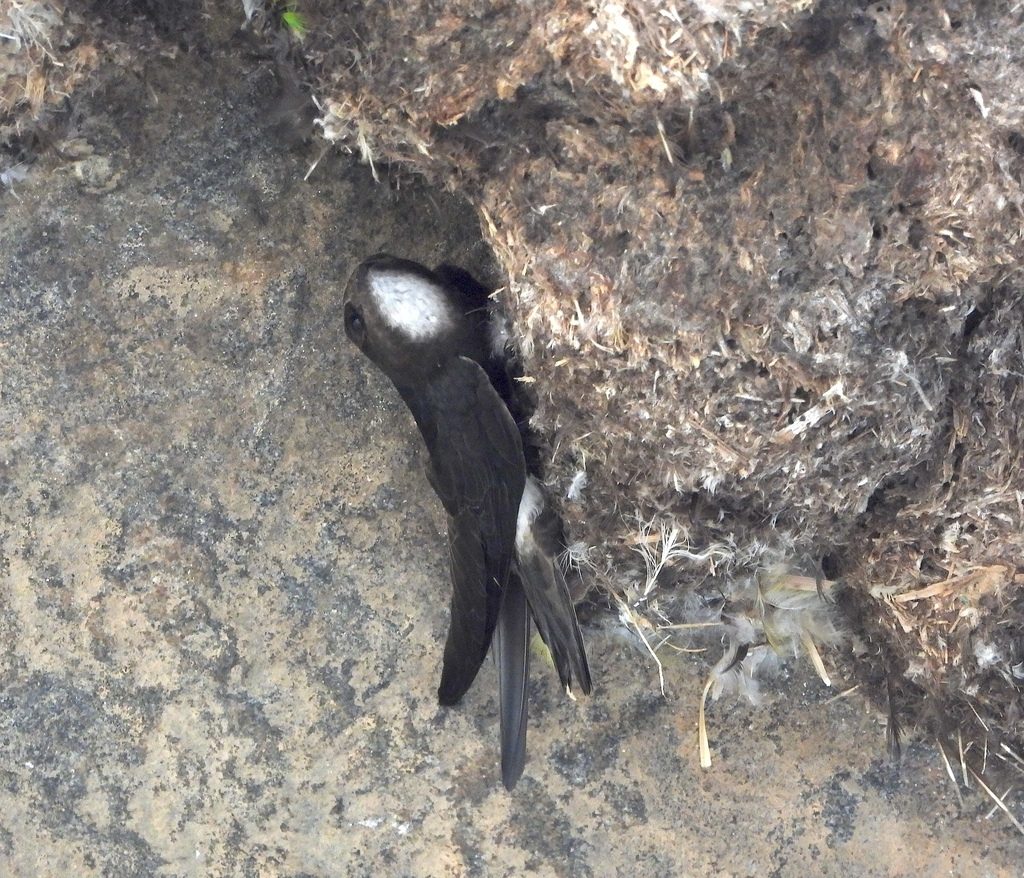 Little Swift