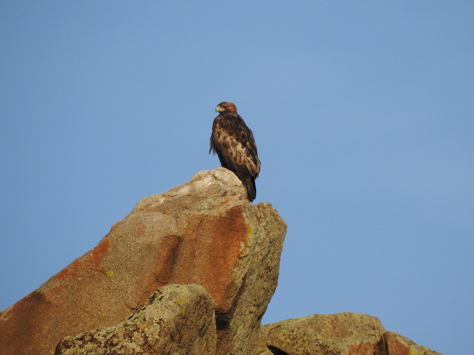 Golden Eagle