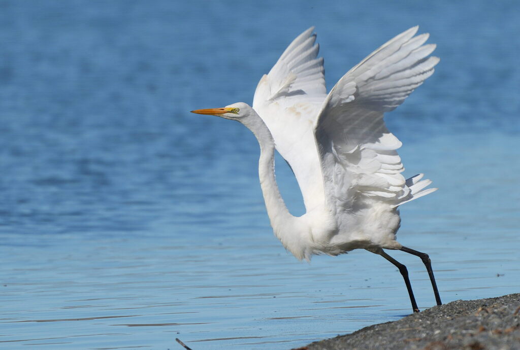 Great Egret