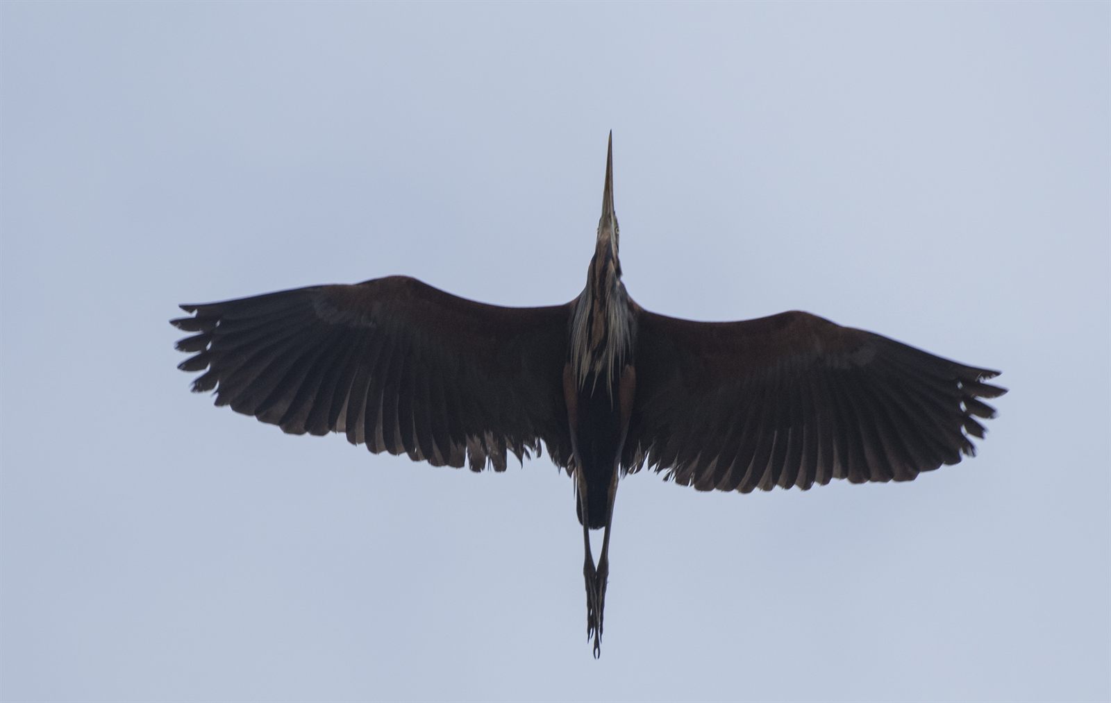 Purple Heron