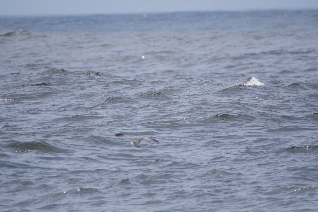 Buller's Shearwater