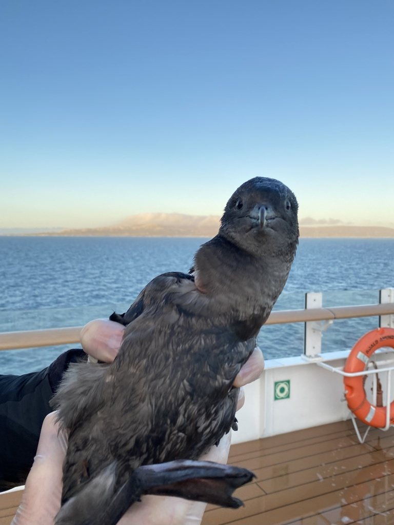 Sooty Shearwater