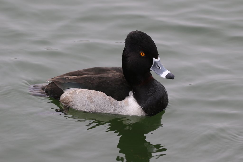 Ring-necked Duck