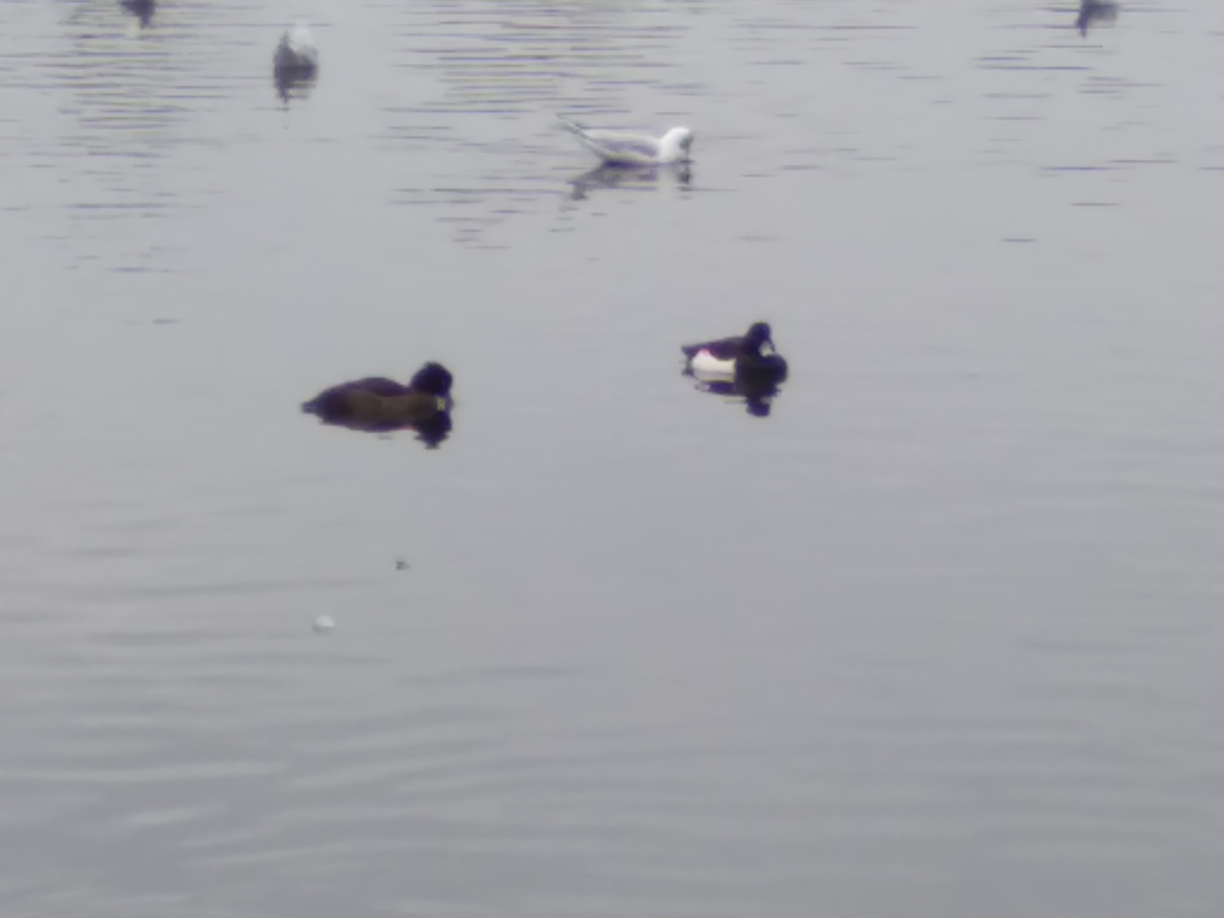 Tufted Duck