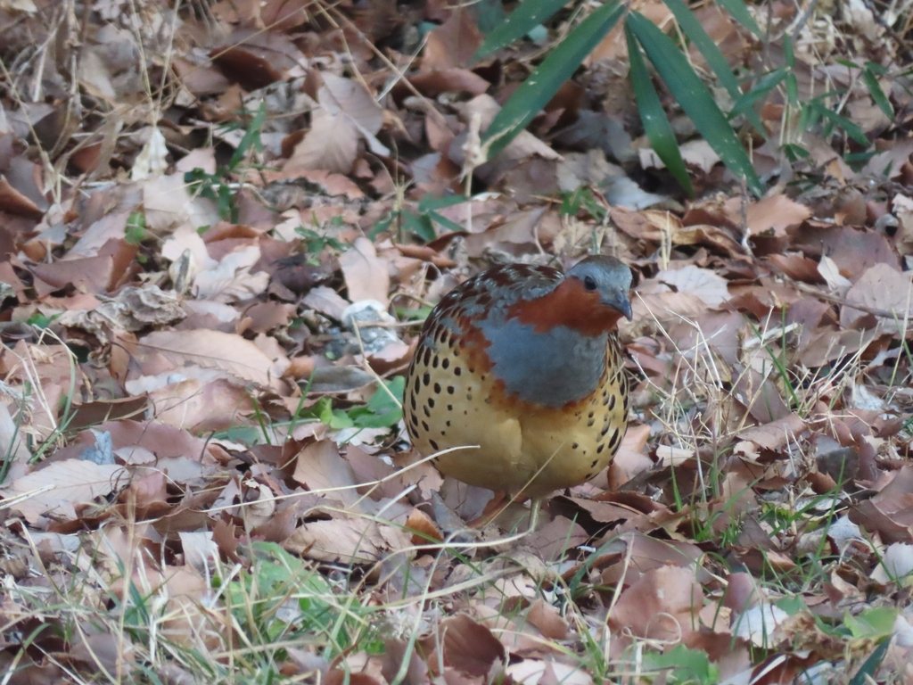 Chinese Bamboo Partridge