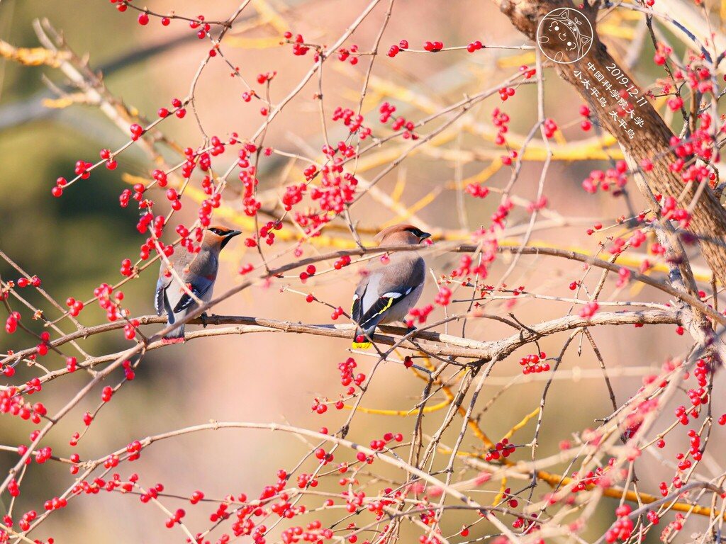 Japanese Waxwing