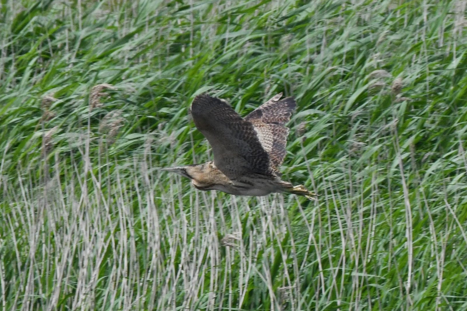 Eurasian Bittern