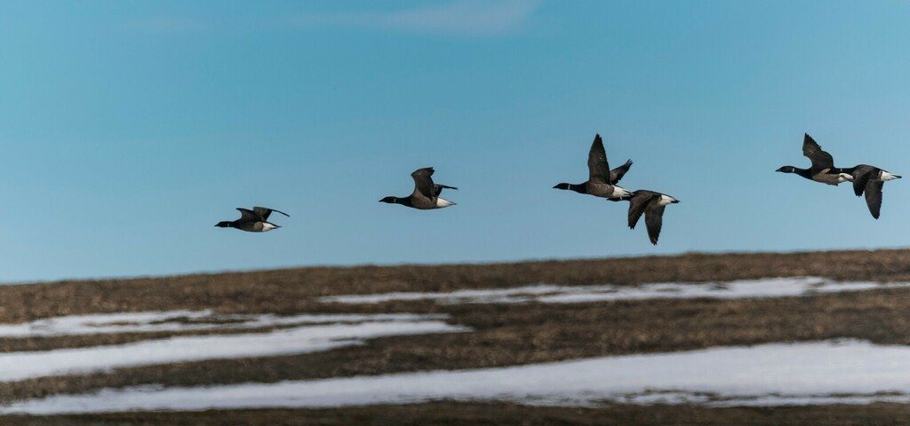 Brant Goose