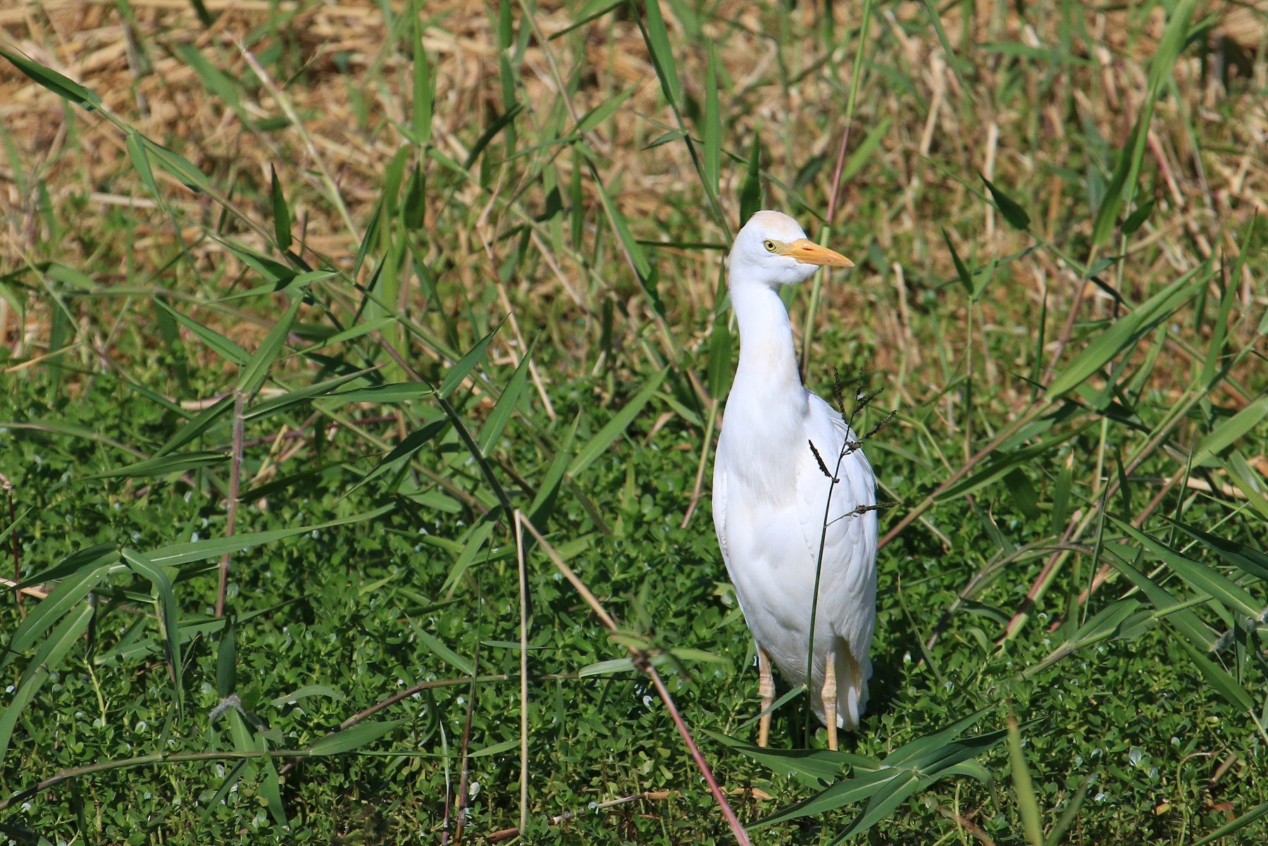 Eastern Cattle Egret