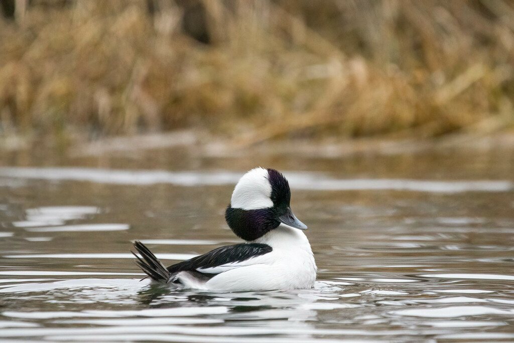 Bufflehead