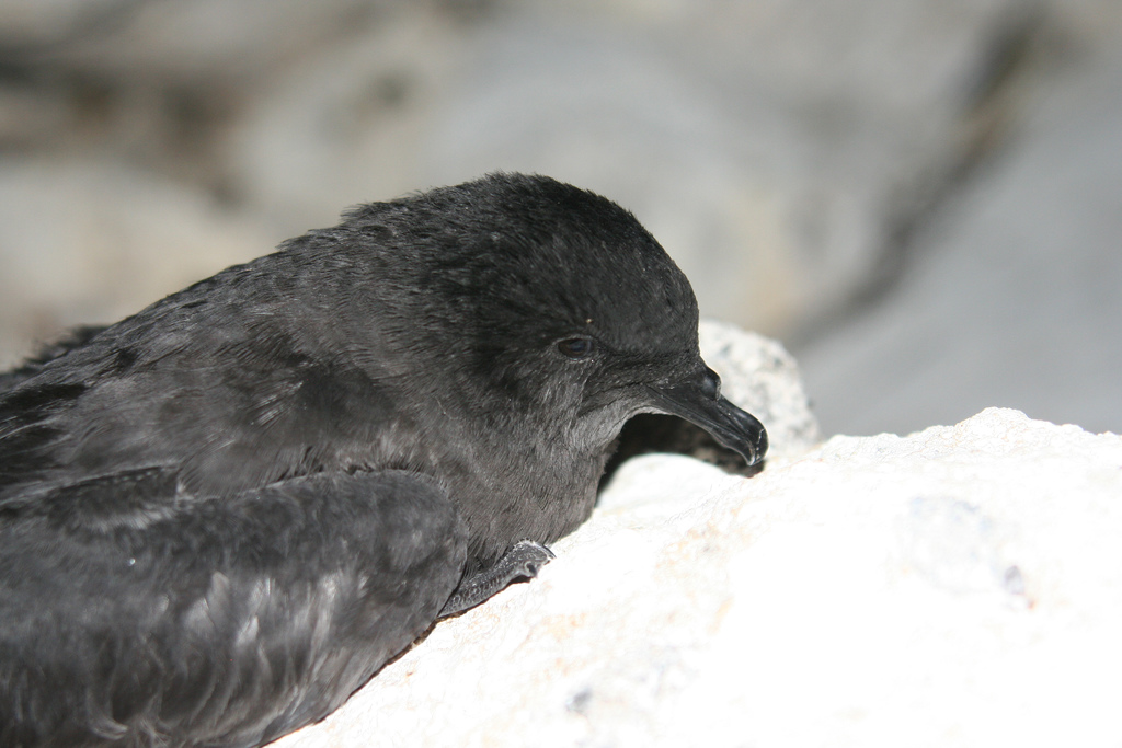 Bulwer's Petrel