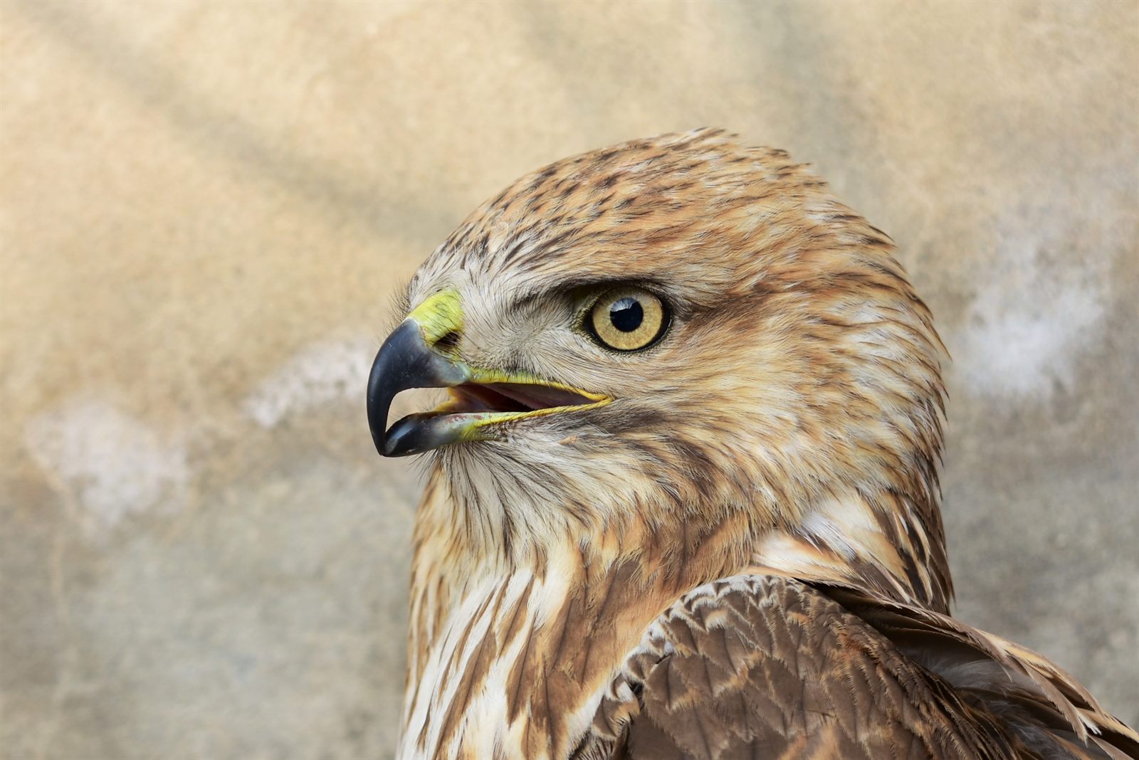 Eastern Buzzard