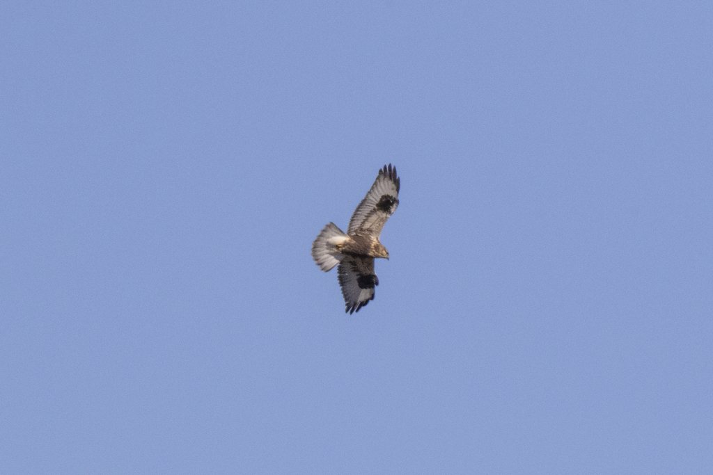 Rough-legged Buzzard