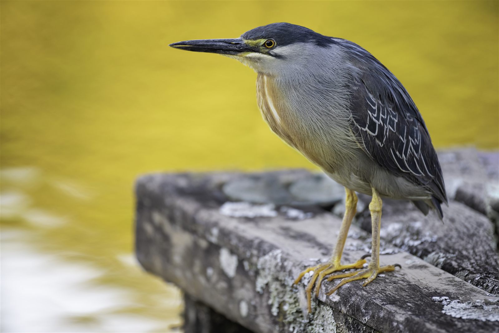 Striated Heron