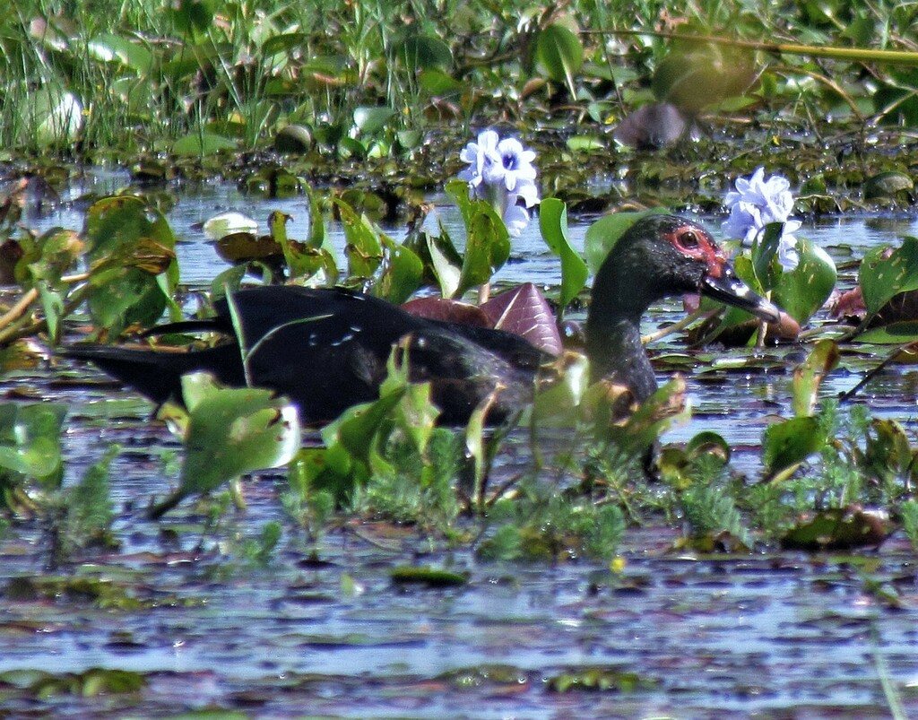 Muscovy Duck