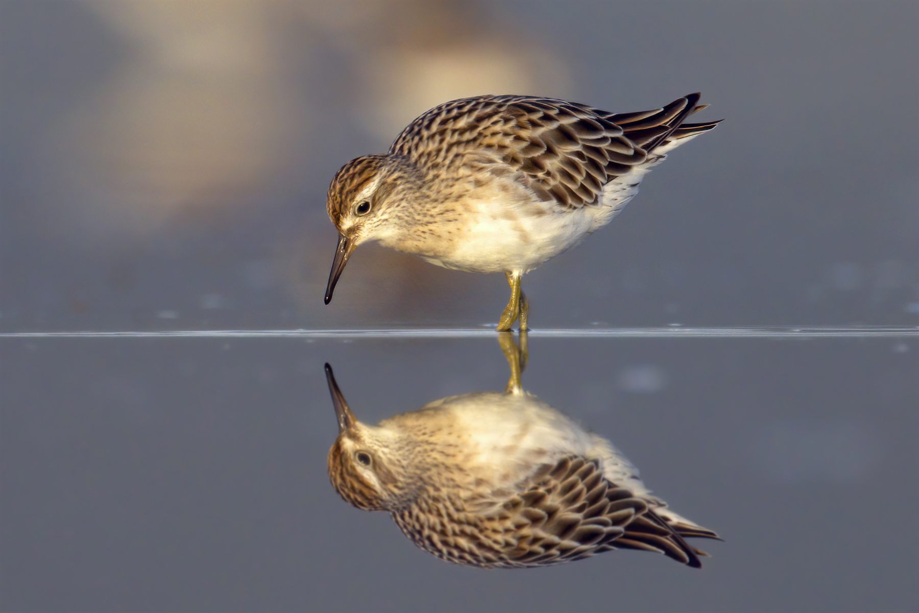 Sharp-tailed Sandpiper