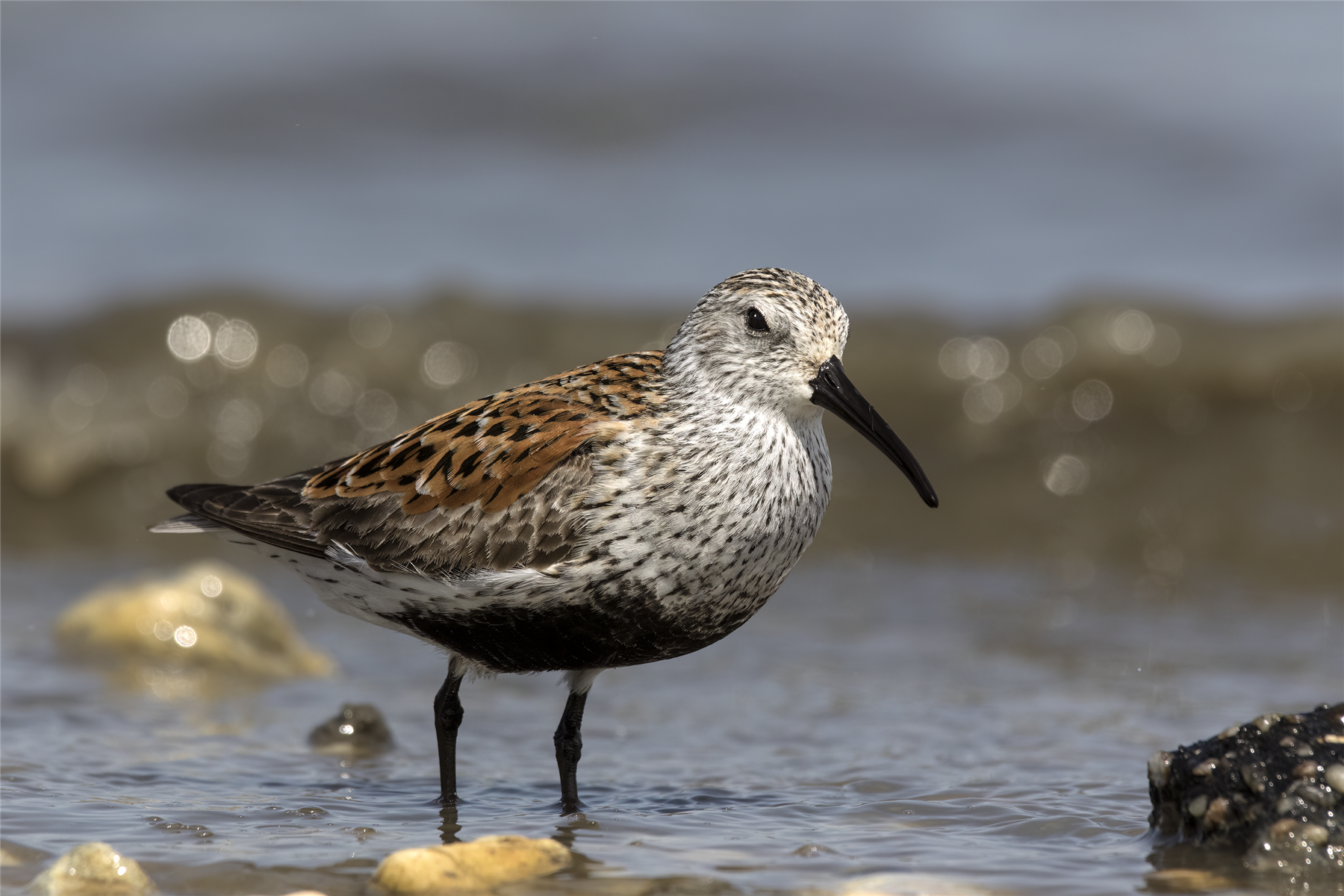 Dunlin