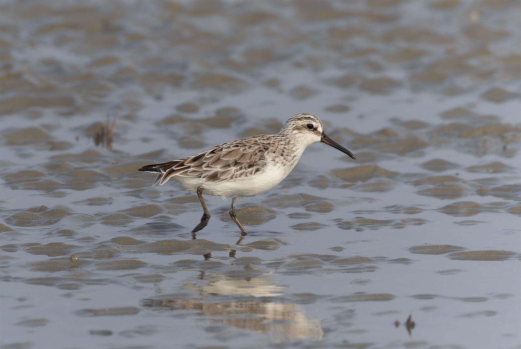 Broad-billed Sandpiper