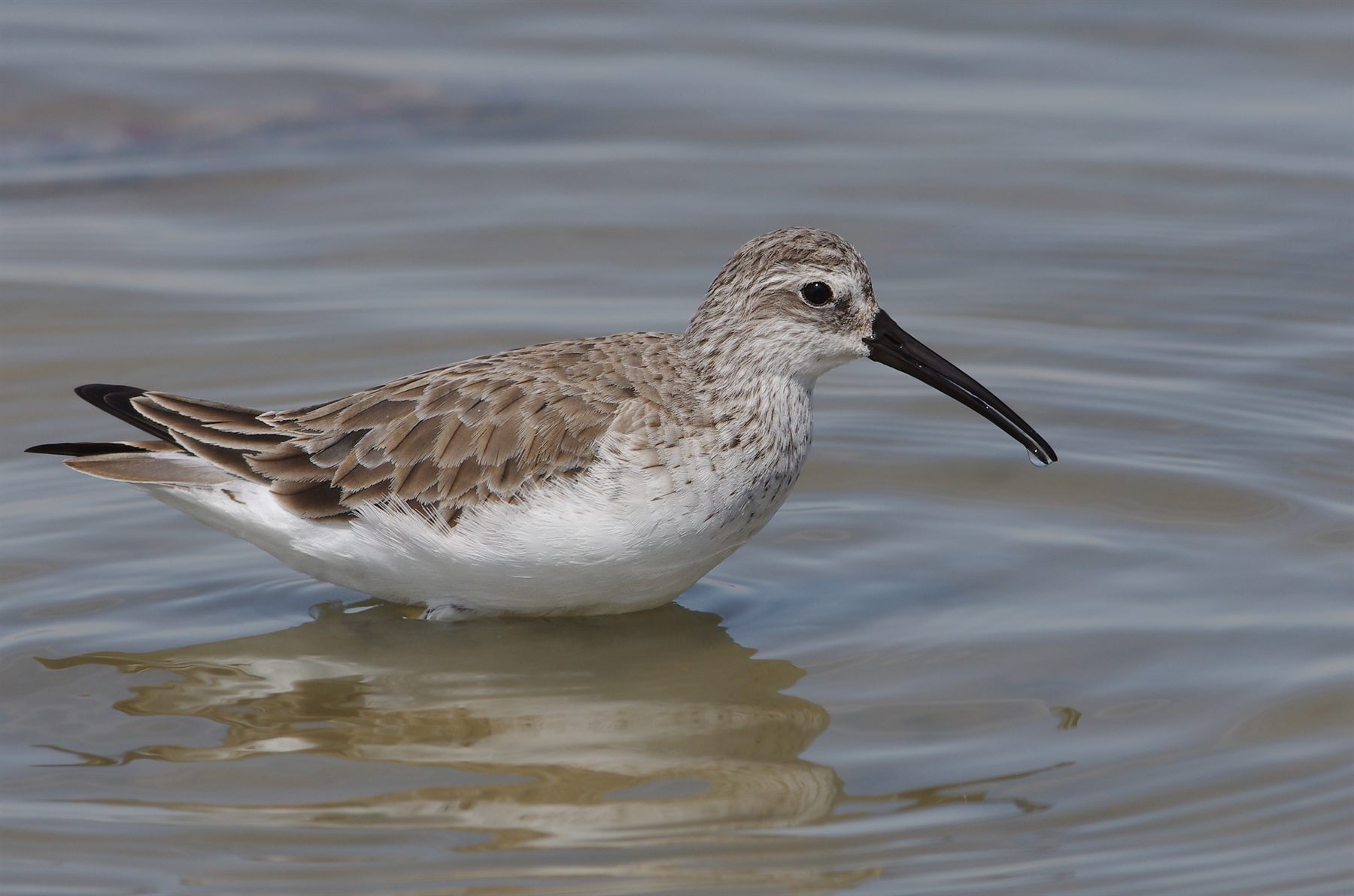 Curlew Sandpiper