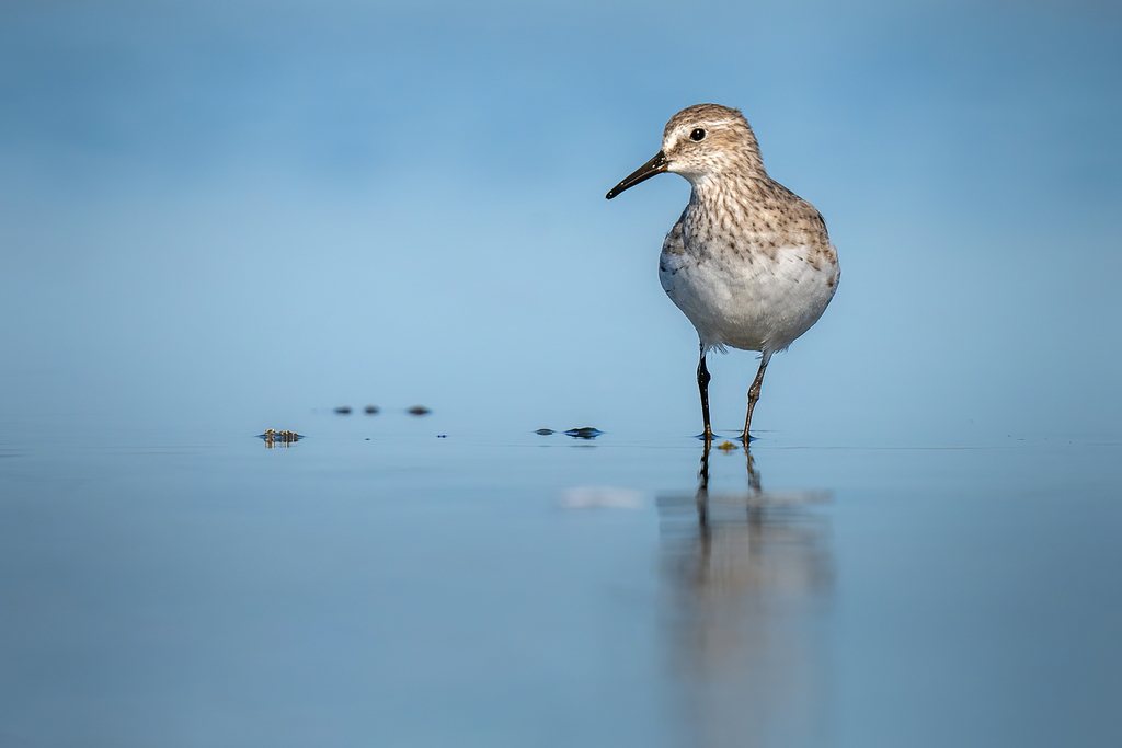 White-rumped Sandpiper