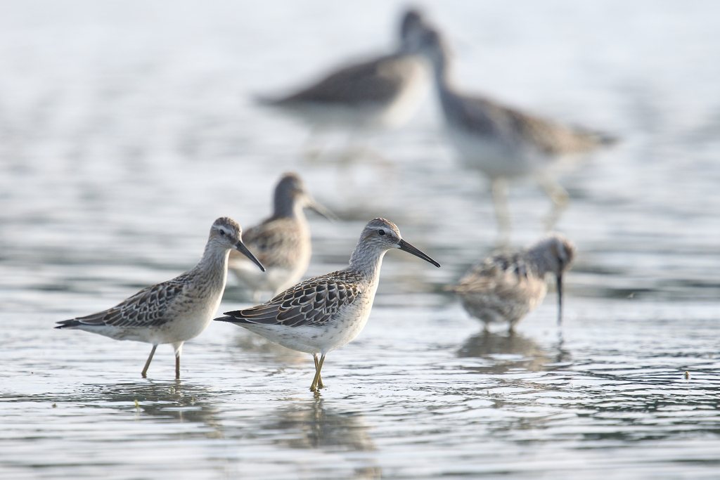 Stilt Sandpiper