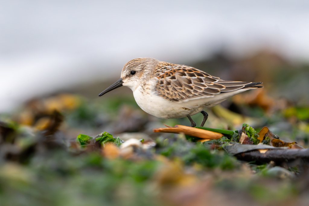 Western Sandpiper