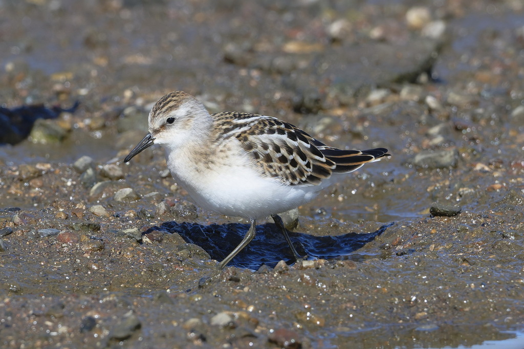 Little Stint