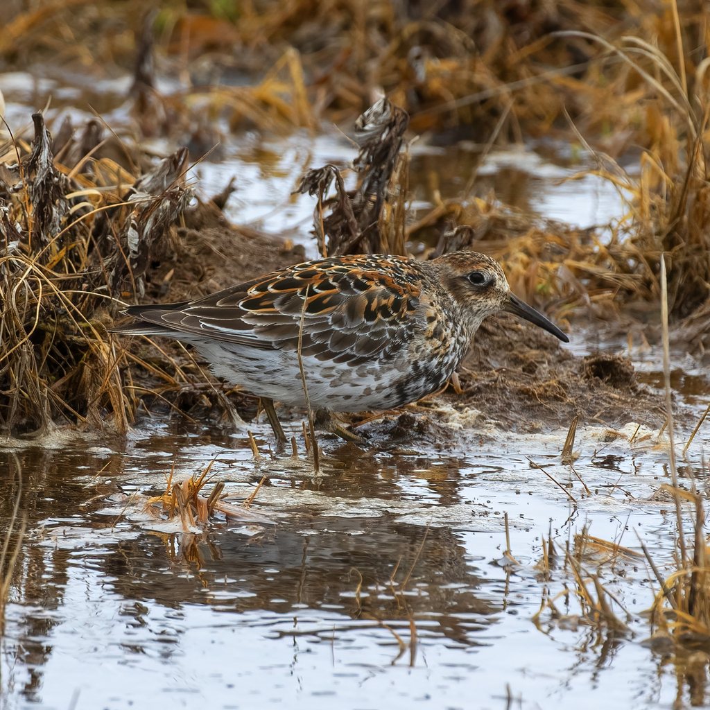 Rock Sandpiper