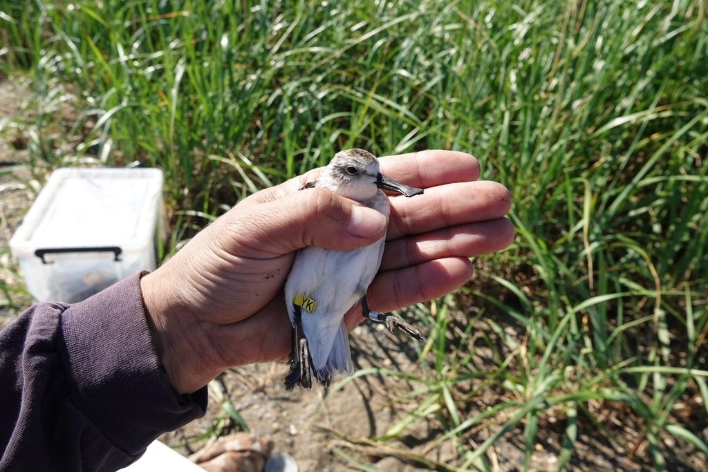Spoon-billed Sandpiper