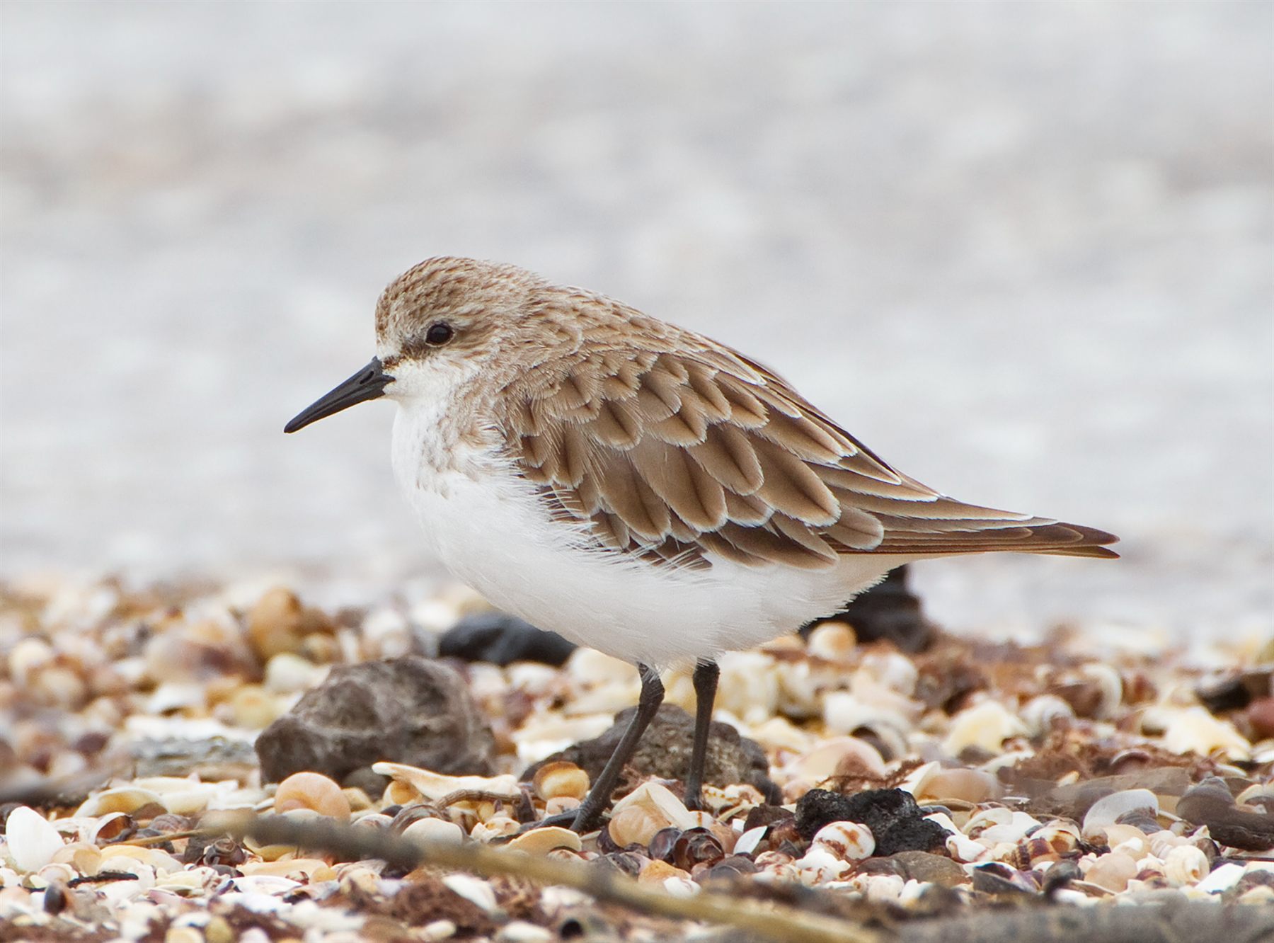 Red-necked Stint
