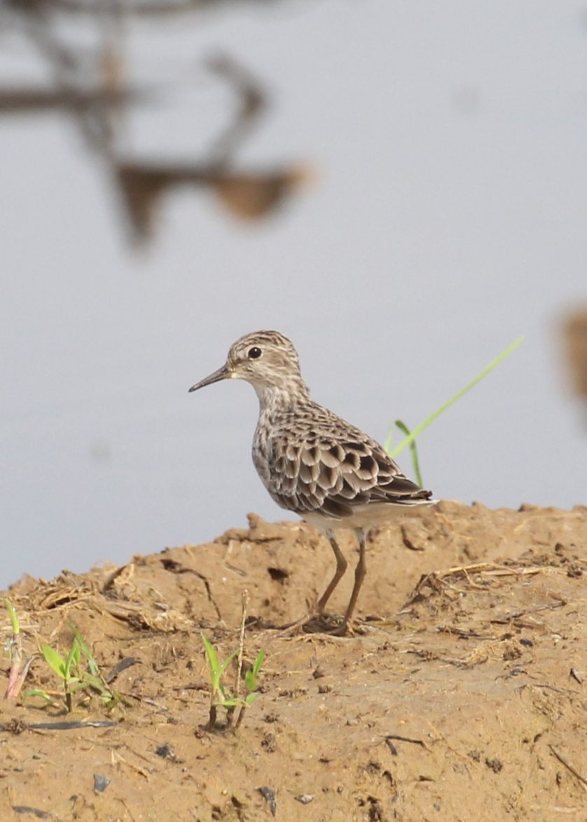 Long-toed Stint