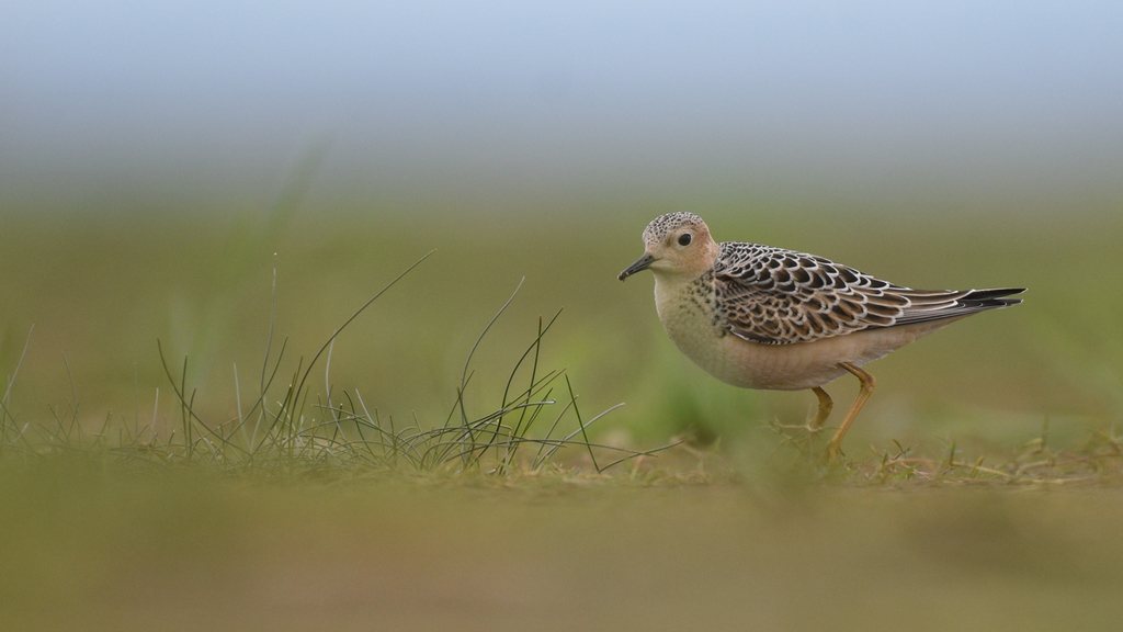 Buff-breasted Sandpiper