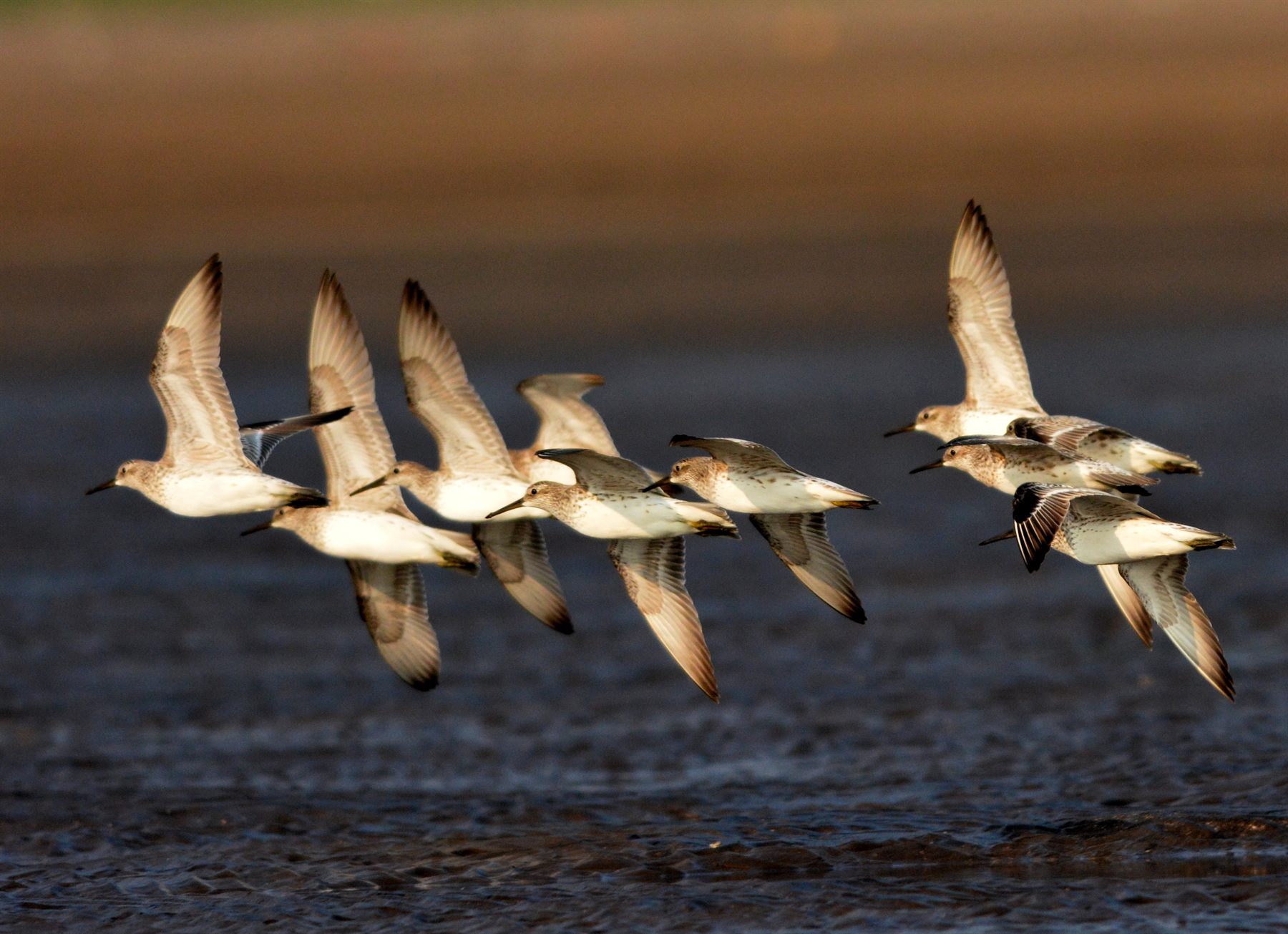 Great Knot
