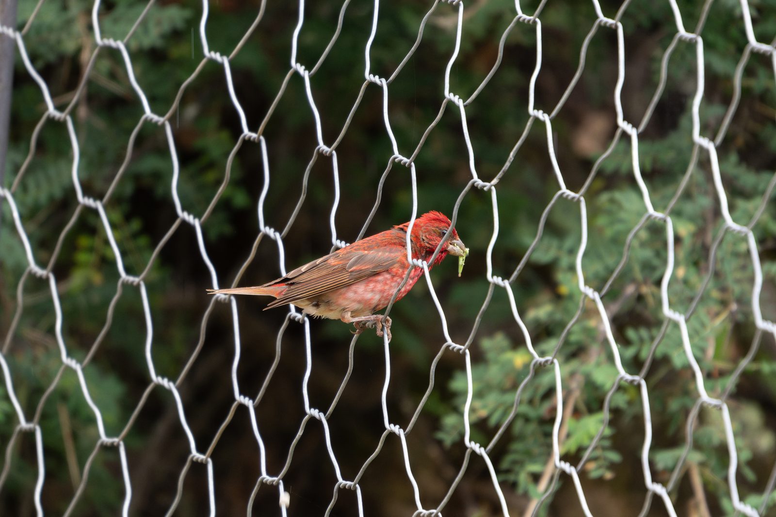 Common Rosefinch